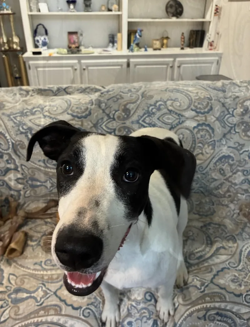 A young medium-sized male Labrador Retriever dog named Jeter for adoption in Alexandria, LA