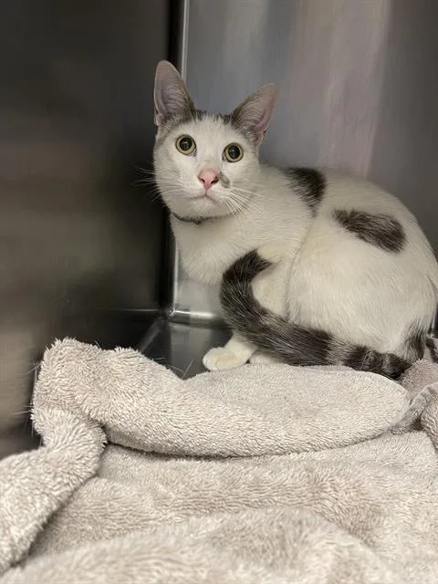 An adult medium-sized male Domestic Short Hair cat named Cloud for adoption in Santa Cruz, CA