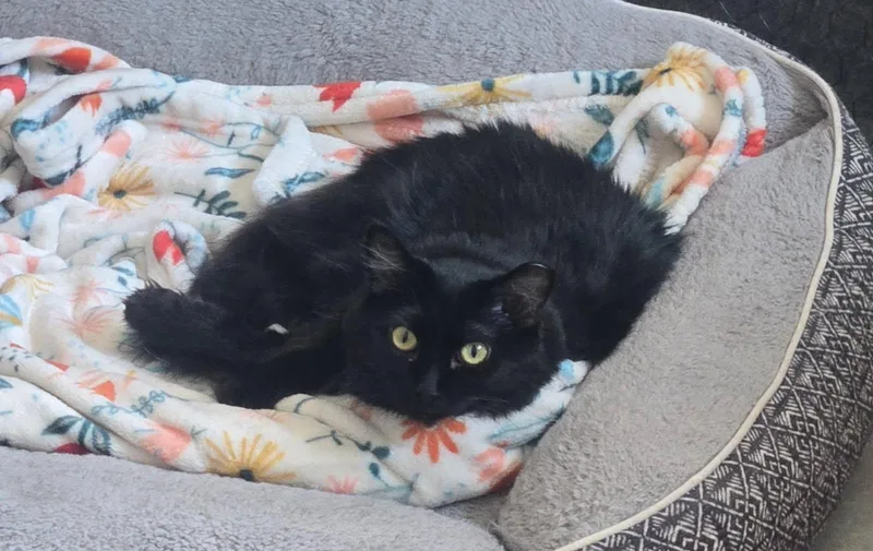 An adult medium-sized female Black Domestic Long Hair cat named Koko for adoption in Sierra Vista, AZ