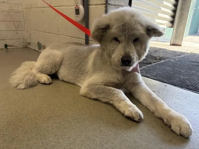 A senior large-sized female Akita dog named Zuri for adoption in San Bernardino, CA