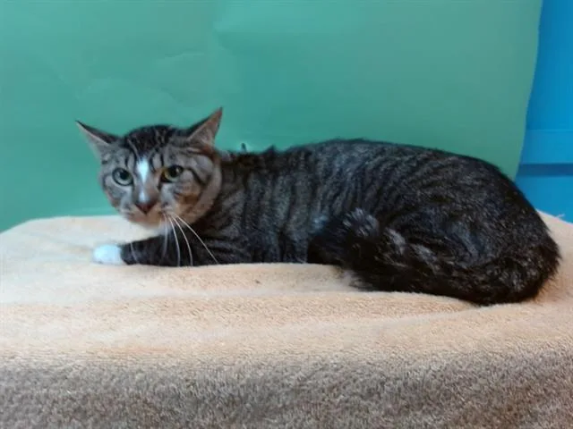 An adult large-sized male Domestic Short Hair cat named Haze for adoption in Gardena, CA