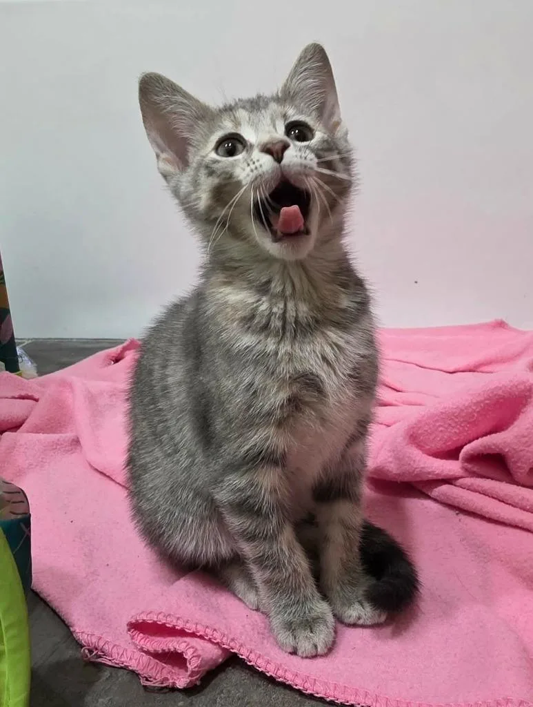 A baby small-sized female Domestic Short Hair cat named Kleo for adoption in Fond Du Lac, WI
