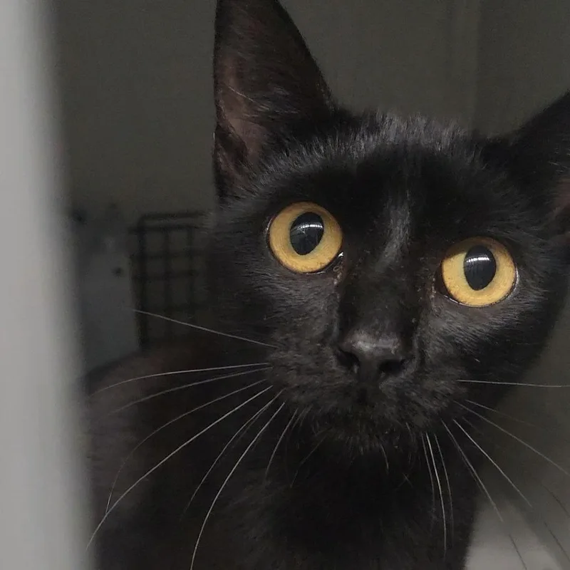 A young medium-sized female Black Domestic Short Hair cat named Florian for adoption in Edwardsville, IL