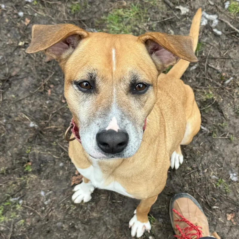 Estrella thumbnail 3