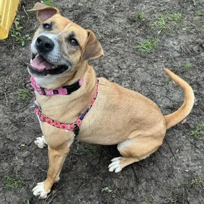 Estrella thumbnail 4