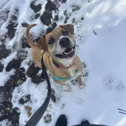 Estrella thumbnail 5