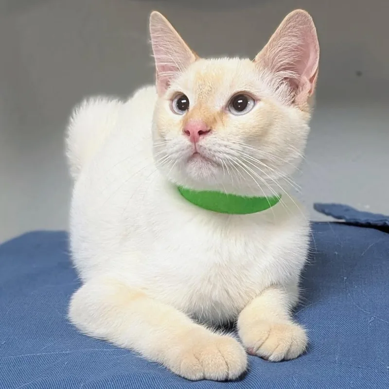A baby medium-sized male Siamese cat named Frank for adoption in Brighton, MO