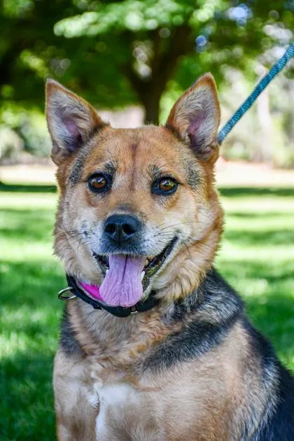 An adult medium-sized female Cattle Dog dog named Mazie for adoption in Yakima, WA