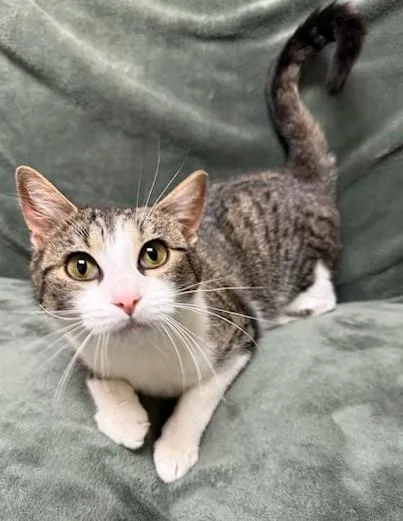 A young medium-sized female Tabby (Tiger Striped) Domestic Short Hair cat named Meany for adoption in Miller Beach, IN