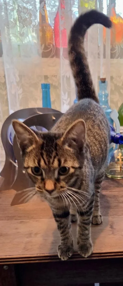 A young medium-sized male Tabby (Brown / Chocolate) Domestic Short Hair cat named Coco for adoption in Fayetteville, NC