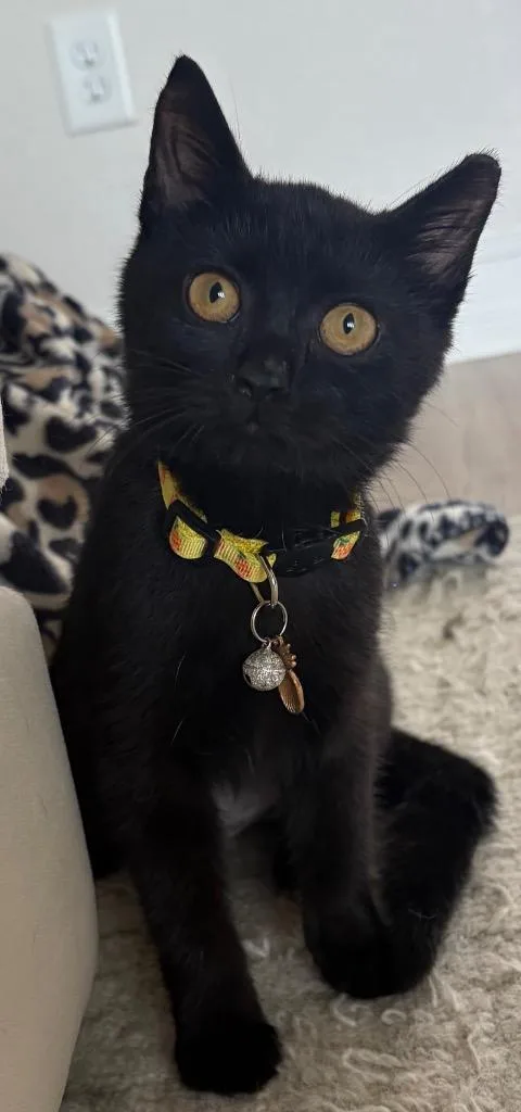 A baby small-sized female Domestic Short Hair cat named Inky for adoption in Cape Coral, FL
