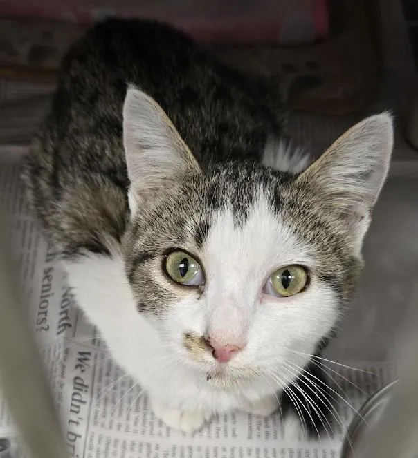 A young small-sized female White Domestic Short Hair cat named Sasha for adoption in North Myrtle Beach, SC