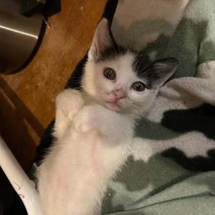 A baby small-sized male Domestic Short Hair cat named Bull for adoption in Janesville, WI