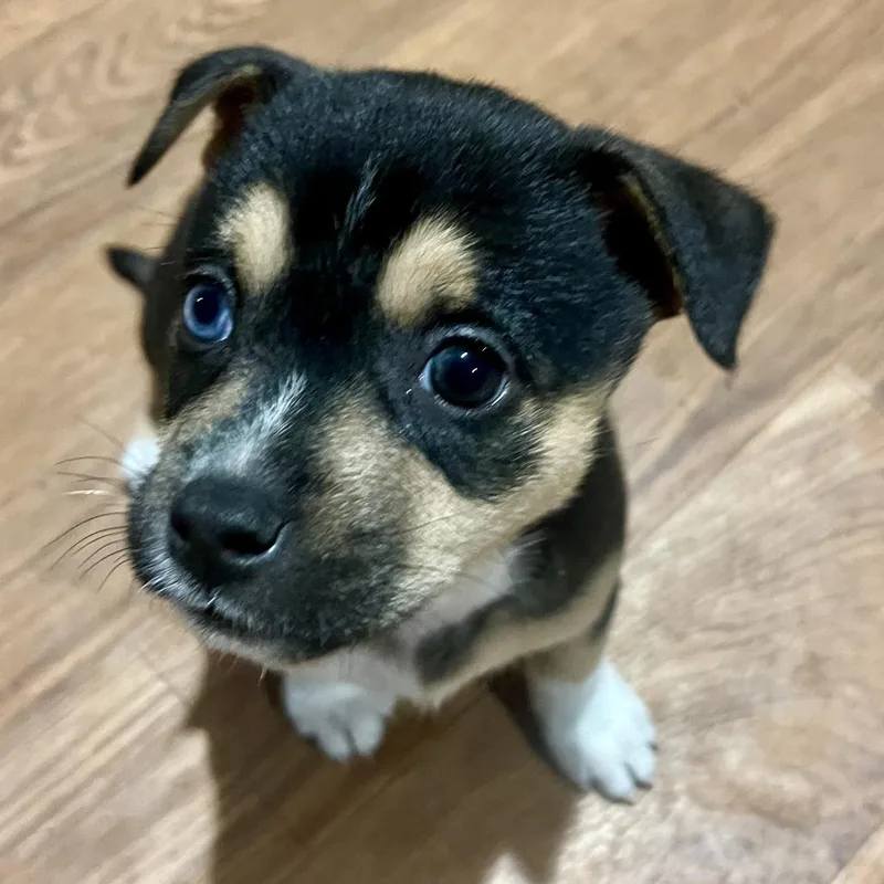 Hana