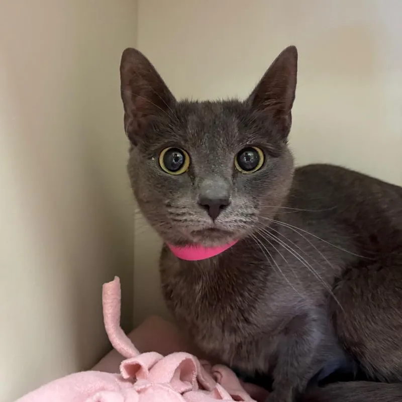 Nelli Bear thumbnail 2