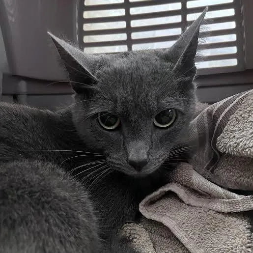 Nelli Bear thumbnail 3