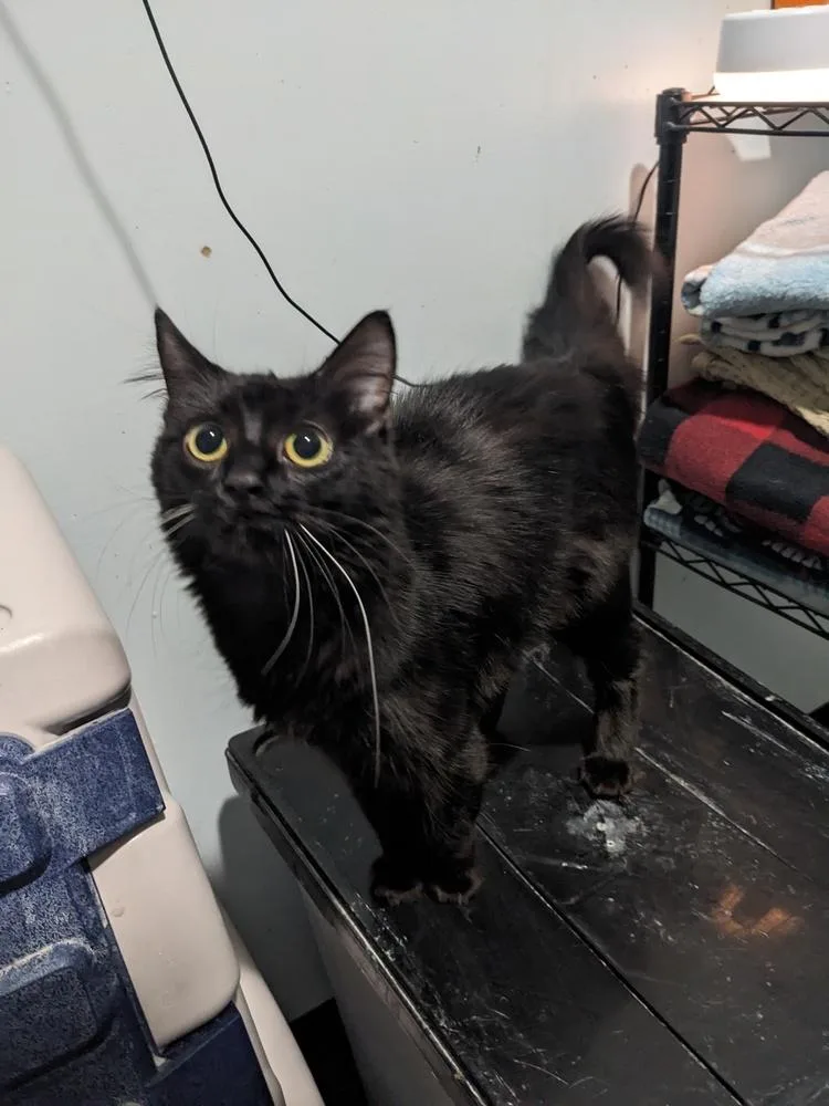 A young medium-sized female Black Domestic Medium Hair cat named Gracie for adoption in Lewisburg, TN