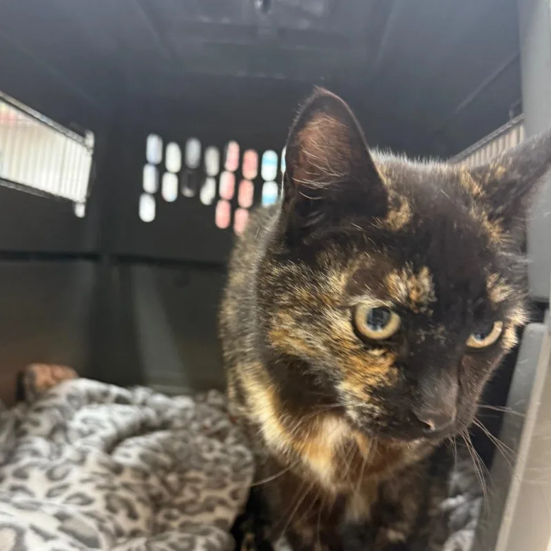 A senior large-sized female Tortoiseshell Domestic Short Hair cat named Mocha for adoption in Buellton, CA