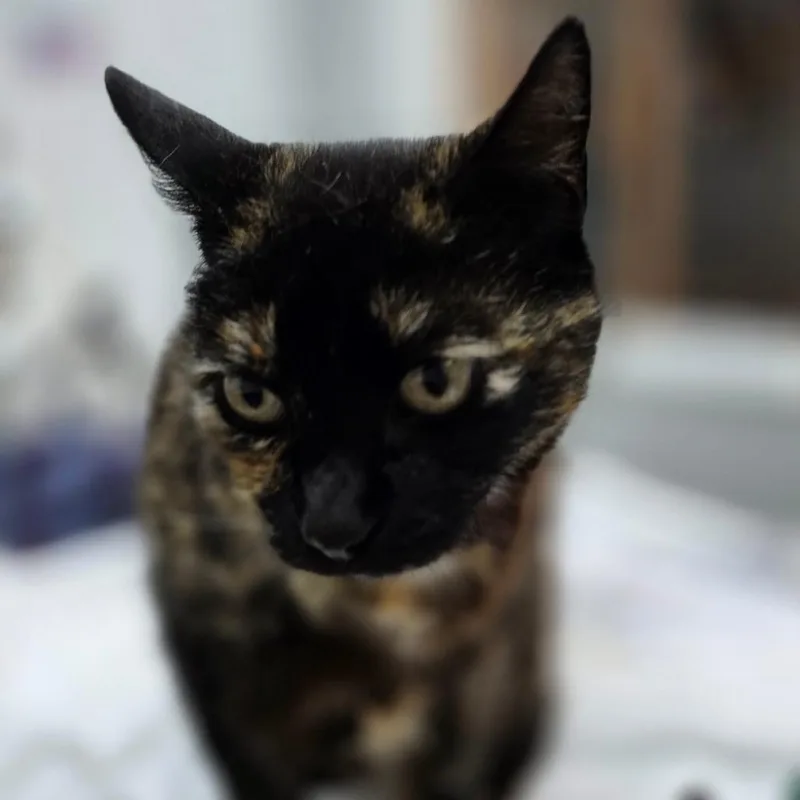 Mocha thumbnail 2