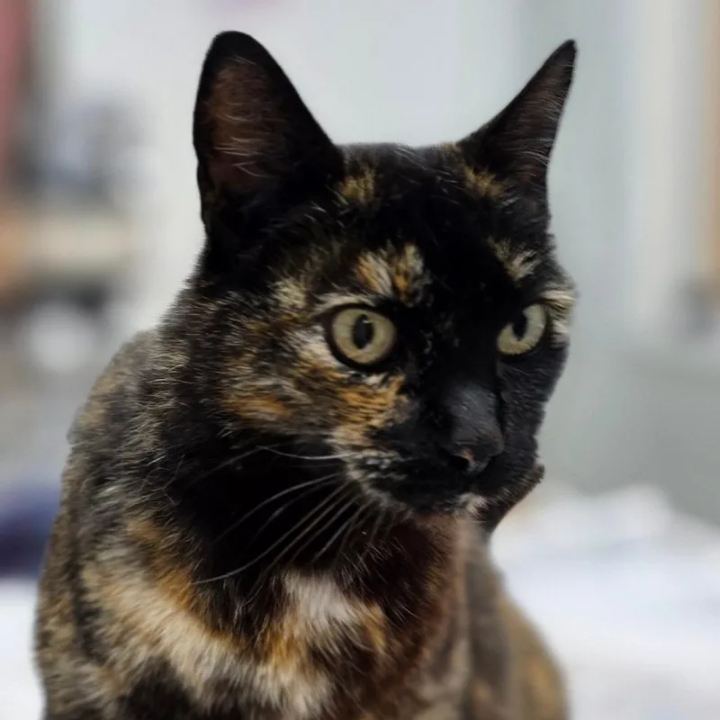 Mocha thumbnail 3