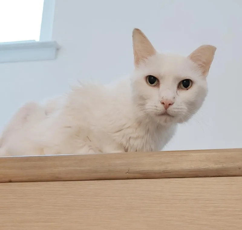 A senior medium-sized female White Domestic Short Hair cat named Marshmallow for adoption in Philadelphia, PA