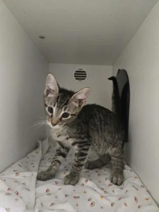 A baby small-sized male Domestic Short Hair cat named Jack Frost for adoption in Savannah, GA