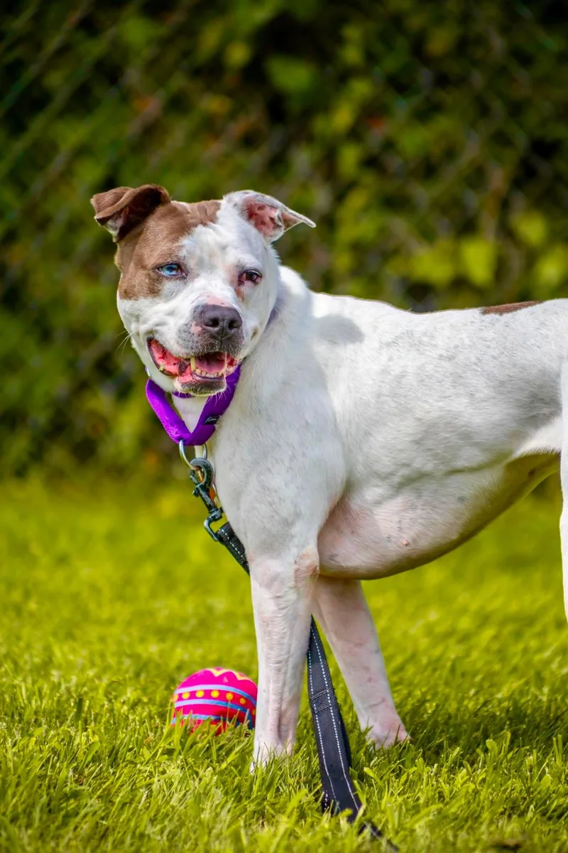An adult medium-sized female Pit Bull Terrier dog named Gemma for adoption in Valparaiso, IN
