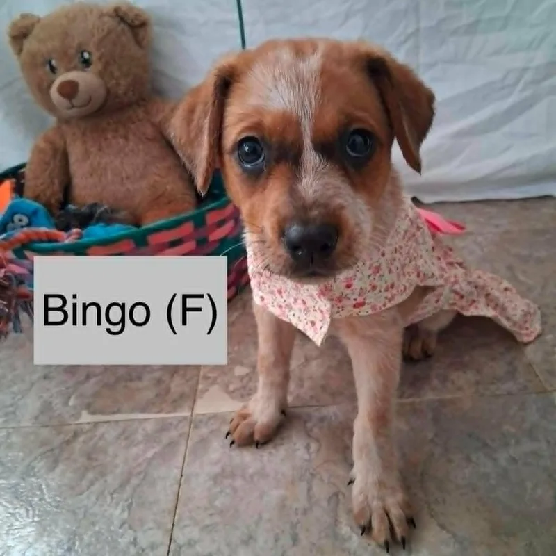 A baby medium-sized female Australian Cattle Dog / Blue Heeler dog named Bingo for adoption in PLAINFIELD, CT