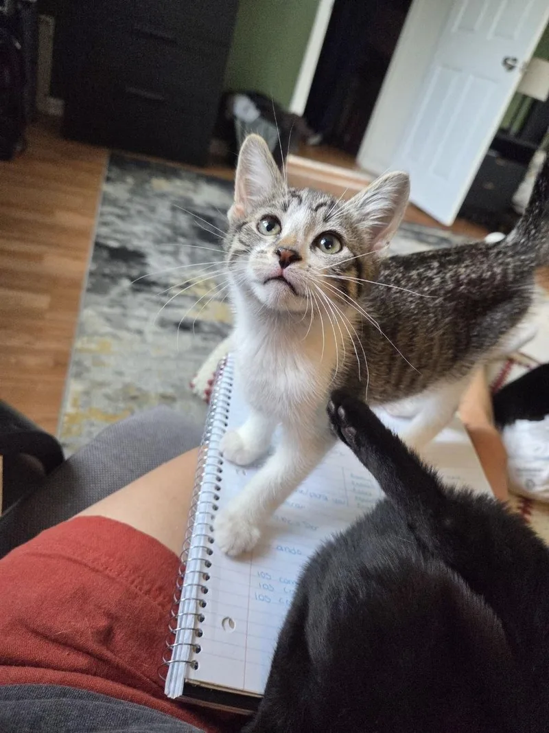 A baby medium-sized male Tabby (Brown / Chocolate) Domestic Short Hair cat named Scud for adoption in Royal Oak, MI