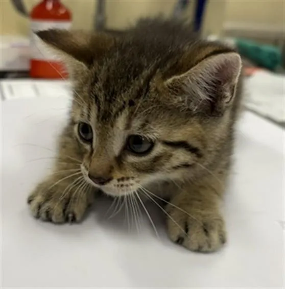 A baby small-sized male Domestic Short Hair cat named Corn Snake for adoption in Aliquippa, PA
