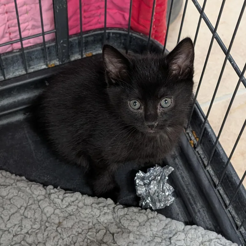 A baby medium-sized male Black Domestic Short Hair cat named James for adoption in Cape Girardeau, MO