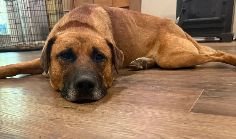 An adult medium-sized male Black Mouth Cur dog named Hickory for adoption in Cleveland, OK