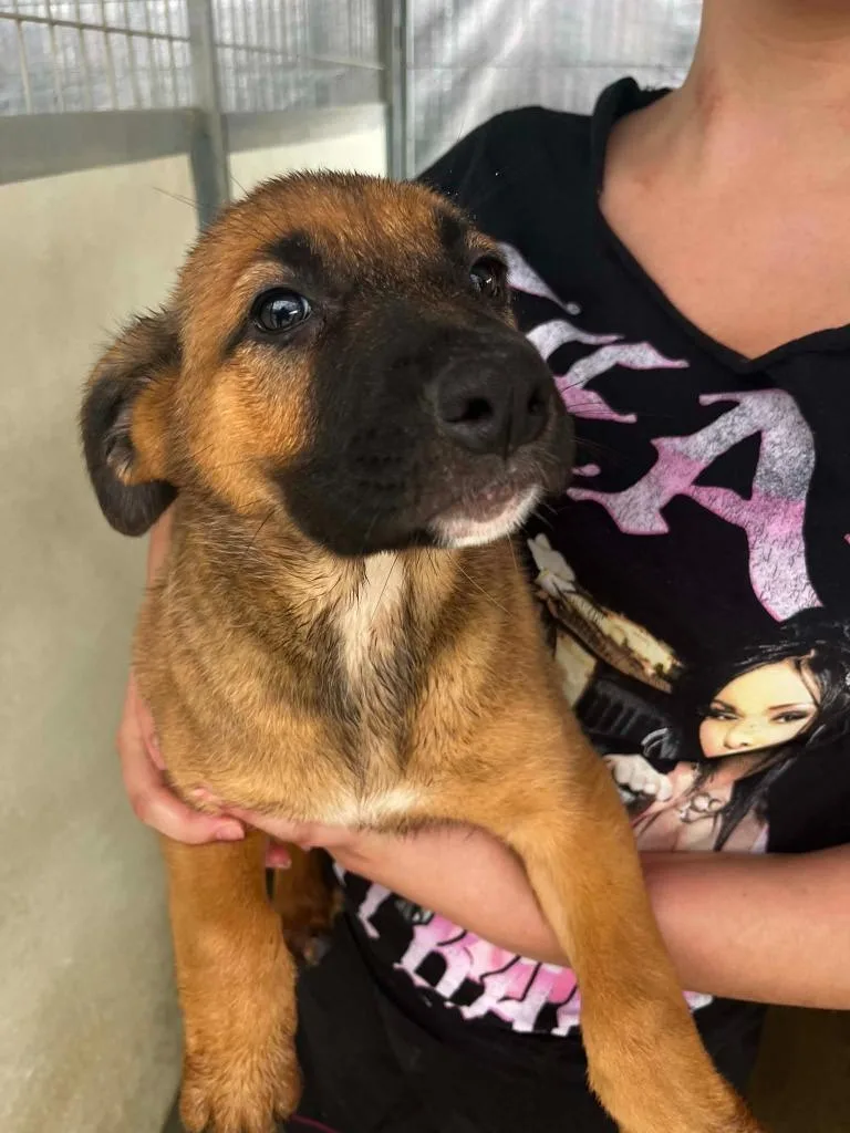 A baby small-sized female German Shepherd Dog dog named Lois for adoption in Newman, CA
