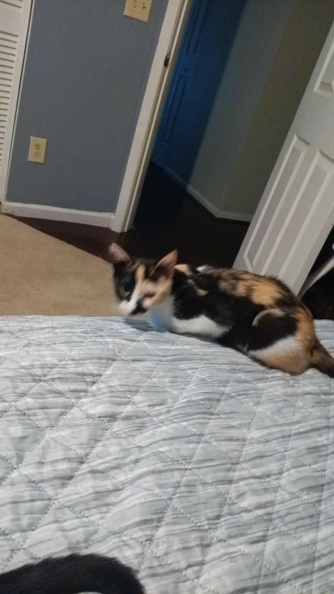 A baby small-sized female Domestic Short Hair cat named Windy for adoption in Irmo, SC