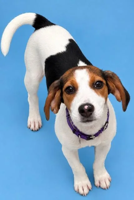 A baby small-sized female Beagle dog named Loretta for adoption in Westminster, MD