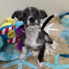 A baby small-sized male Brindle Terrier dog named Enzo for adoption in Greensburg, PA