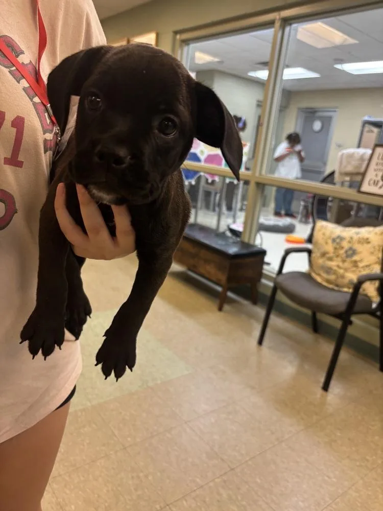 A baby small-sized female Black Retriever dog named Alley for adoption in Kalamazoo, MI