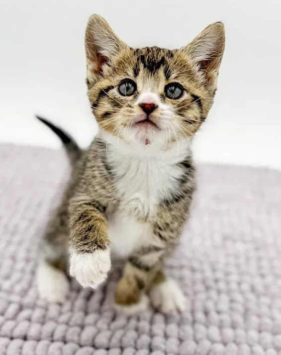 Bluegill Bobber Is Our thumbnail 2