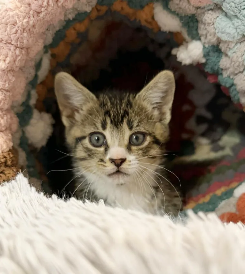 Bluegill Bobber Is Our