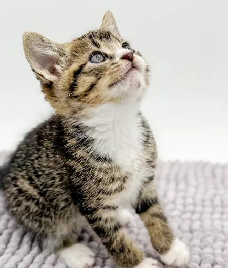 Bluegill Bobber Is Our thumbnail 3