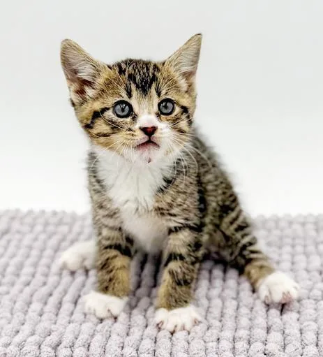 Bluegill Bobber Is Our thumbnail 4