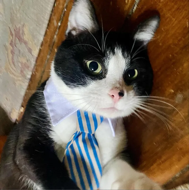 An adult small-sized male Black Domestic Short Hair cat named Benji for adoption in Philadelphia, PA