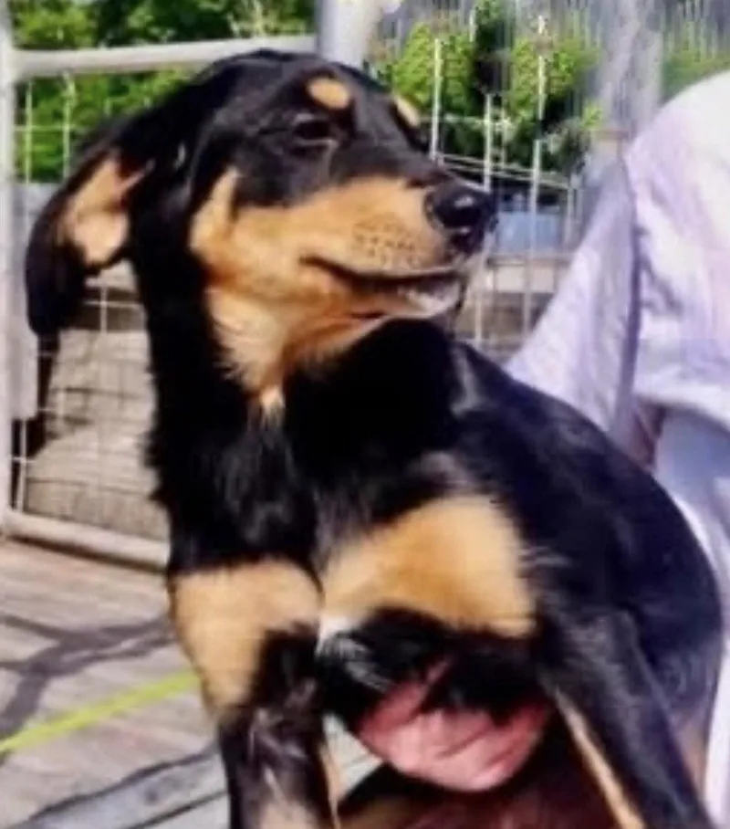 A young medium-sized female Shepherd dog named Izzy for adoption in Newport, KY