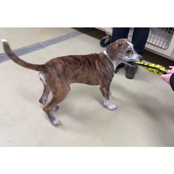 Copper Ray thumbnail 3