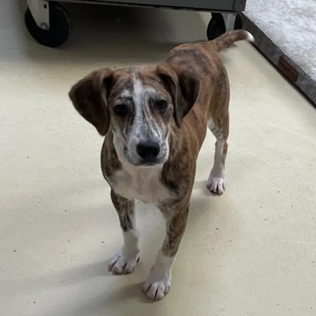 Copper Ray thumbnail 4