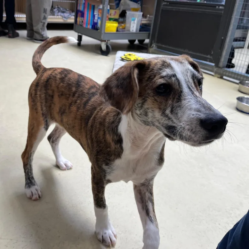 Copper Ray thumbnail 5