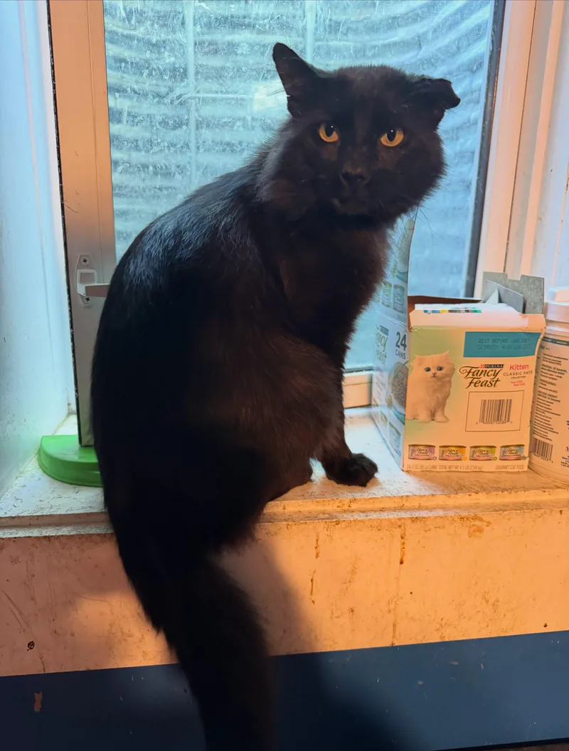 An adult large-sized male Black Domestic Long Hair cat named Tony for adoption in Rochester, NY