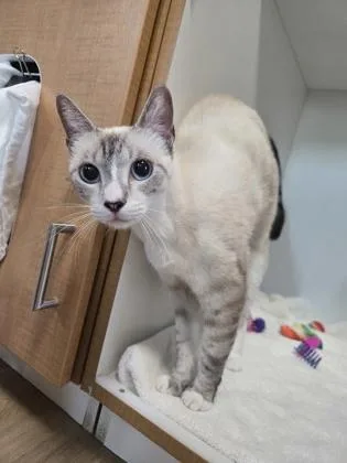 An adult medium-sized female Domestic Short Hair cat named Carrie UnderwoodPounce Cat Cafe for adoption in Savannah, GA