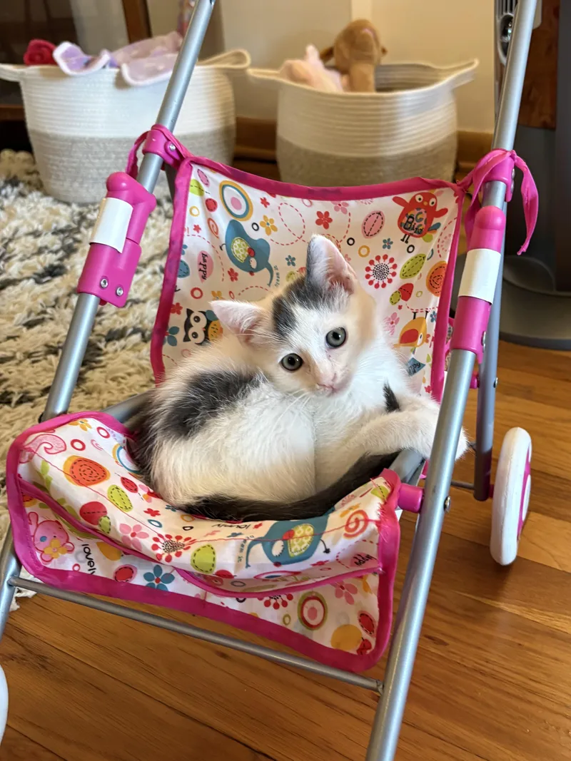 A young medium-sized male Black & White / Tuxedo Domestic Short Hair cat named Piccadilly & Paddington for adoption in New York, NY