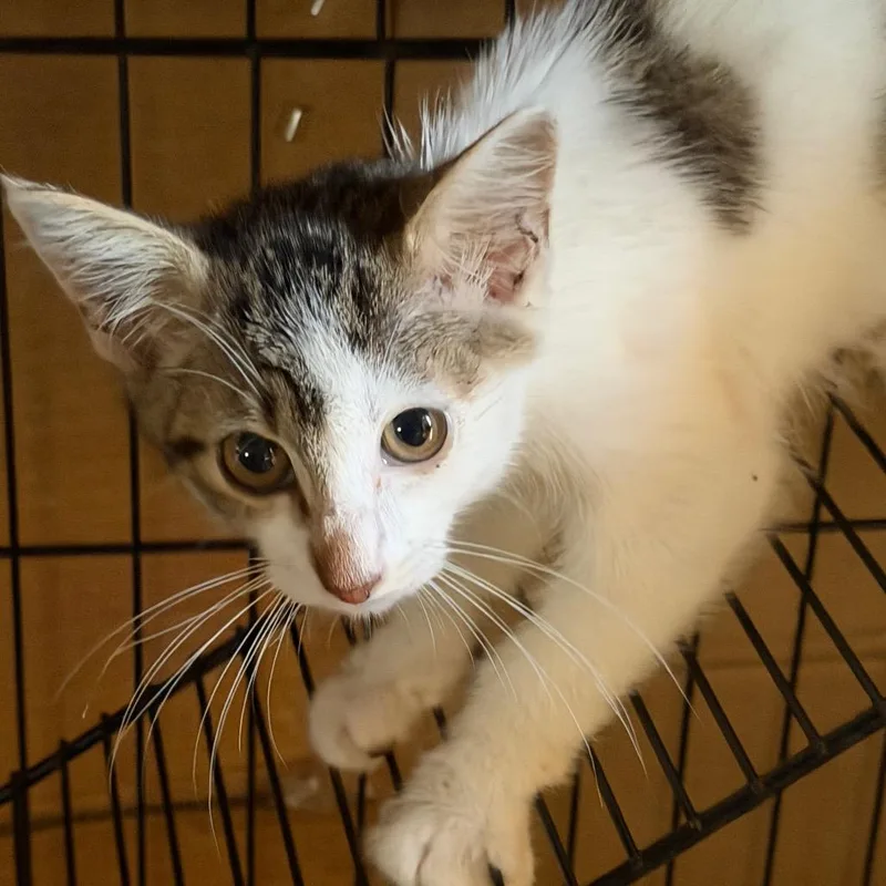 A baby small-sized male American Shorthair cat named Tony for adoption in mount vernon, AR